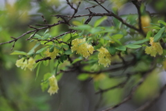 Lonicera hispida