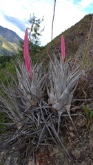 Tillandsia petraea