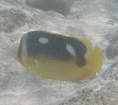 Chaetodon quadrimaculatus