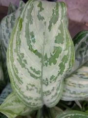 Liliopsida
