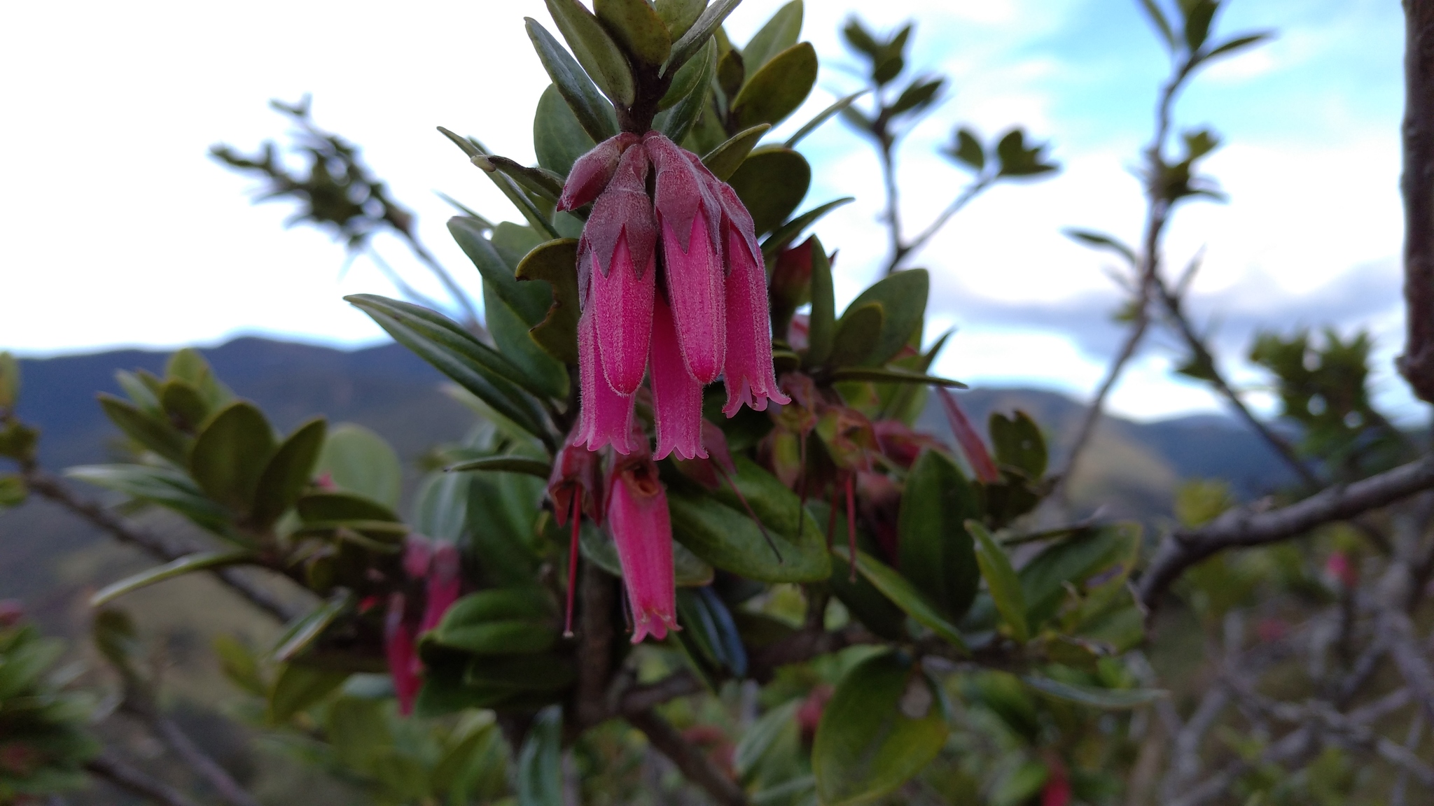 Macleania image