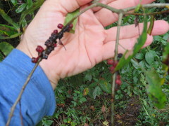 Kokkocynips difficilis