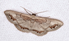 Dithalama cosmospila