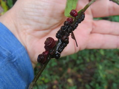 Kokkocynips difficilis