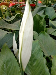 Liliopsida