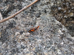 Havinthus rufovarius