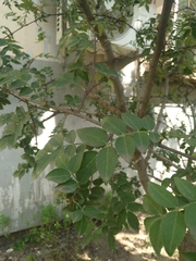 Zanthoxylum bungeanum