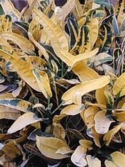 Angiospermae