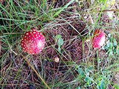 Amanita muscaria flavivolvata