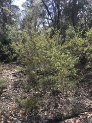 Pultenaea reticulata