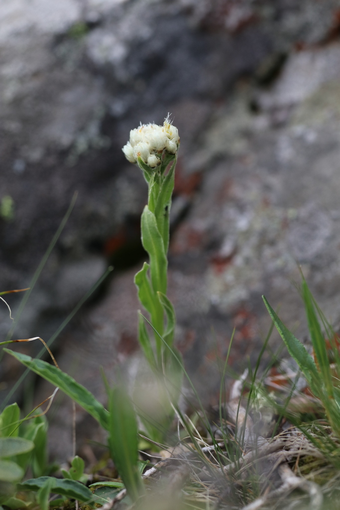 Anaphalis hancockii