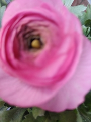 Magnoliopsida