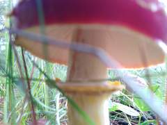 Amanita muscaria flavivolvata