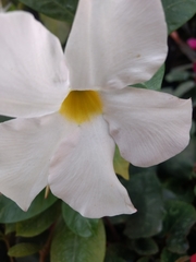 Magnoliopsida
