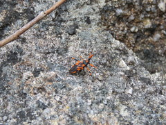 Havinthus rufovarius