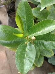 Magnoliopsida