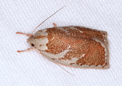 Euchaetis rhizobola