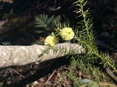 Acacia verticillata verticillata