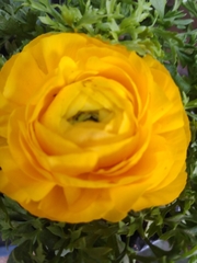 Magnoliopsida