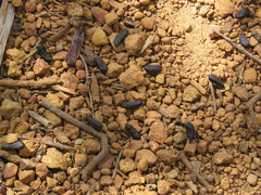 Trichosurus vulpecula hypoleucus