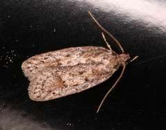 Acantholena siccella