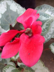 Magnoliopsida