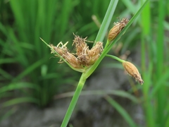 Bolboschoenus maritimus affinis