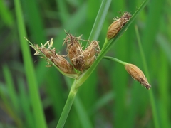 Bolboschoenus maritimus affinis