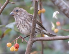 Haemorhous purpureus californicus