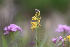Corydalis linarioides