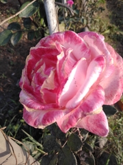 Rosa chinensis