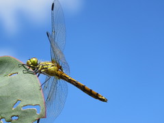 Austrothemis nigrescens