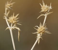 Eryngium aristulatum