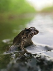 Fejervarya kawamurai