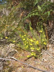 Hibbertia fasciculata