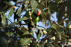 Psittacula himalayana