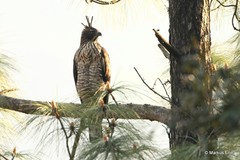 Nisaetus nipalensis
