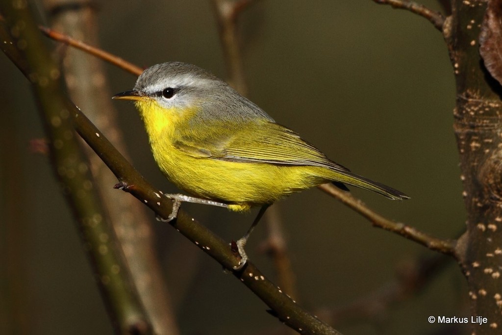 Gray-hooded Warbler photo