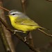 Grey-hooded Warbler - Photo (c) markus lilje, some rights reserved (CC BY-NC-ND), uploaded by markus lilje