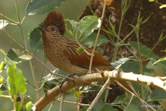 Grammatoptila striata