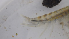 Gammarus fasciatus