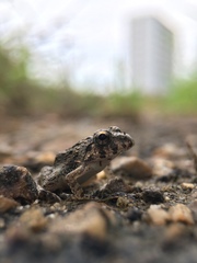 Fejervarya kawamurai
