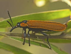 Rhinotia haemoptera