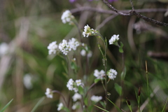 Draba ladyginii
