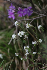 Draba ladyginii