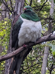 Hemiphaga novaeseelandiae
