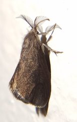 Cryptothelea nigrita