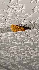 Chrysoecia dela