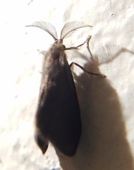 Cryptothelea nigrita