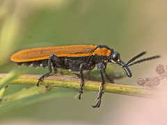 Rhinotia haemoptera
